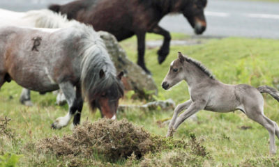 PRINCETOWN, ENGLAND - MAY 17: A Dartmoor Hill pony foal runs on the moor on Dartmoor on May 17, 2011 in Princetown England. Although a tourist attraction, especially during the foaling season and often seen as part of the landscape of Dartmoor, many ponies face an uncertain future due to unsustainable breeding and their falling market values. The charity South West Equine Protection estimates that last year 1500 ponies were slaughtered - with many being sold for lion meat to nearby zoos. Along with other equine charities, they are calling for the removal of stallions from the moor to bring numbers down to sustainable levels. (Photo by Matt Cardy/Getty Images)