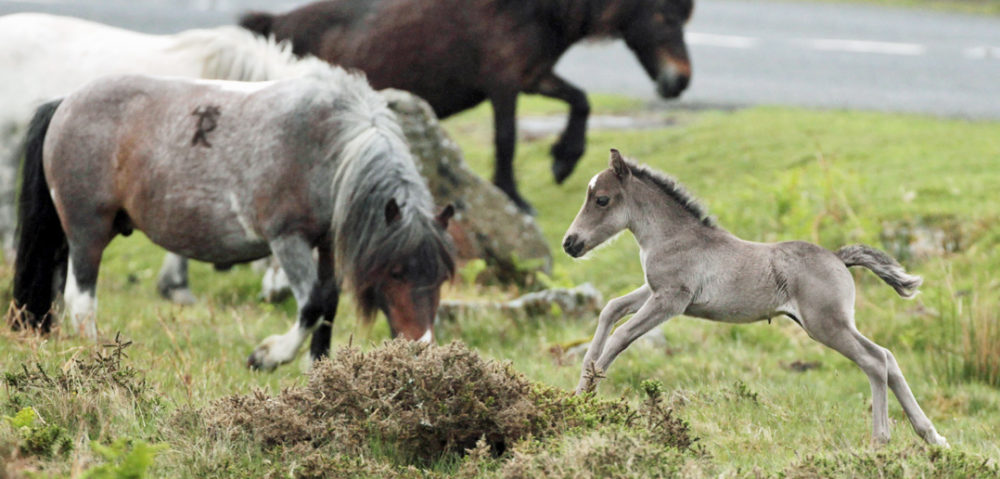 PRINCETOWN, ENGLAND - MAY 17: A Dartmoor Hill pony foal runs on the moor on Dartmoor on May 17, 2011 in Princetown England. Although a tourist attraction, especially during the foaling season and often seen as part of the landscape of Dartmoor, many ponies face an uncertain future due to unsustainable breeding and their falling market values. The charity South West Equine Protection estimates that last year 1500 ponies were slaughtered - with many being sold for lion meat to nearby zoos. Along with other equine charities, they are calling for the removal of stallions from the moor to bring numbers down to sustainable levels. (Photo by Matt Cardy/Getty Images)