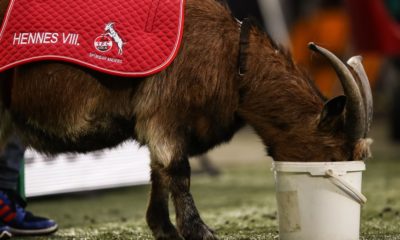 COLOGNE, GERMANY - JANUARY 27: Mascot Hennes of 1.FC Koeln eats during the Bundesliga match between 1. FC Koeln and FC Augsburg at RheinEnergieStadion on January 27, 2018 in Cologne, Germany. (Photo by Maja Hitij/Bongarts/Getty Images)