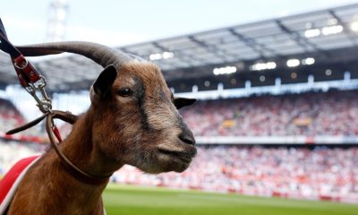 COLOGNE, GERMANY - AUGUST 22: 1.FC Koeln mascot Geissbock Hennes looks on during the Bundesliga match between 1. FC Koeln and VfL Wolfsburg at RheinEnergieStadion on August 22, 2015 in Cologne, Germany. (Photo by Mika Volkmann/Bongarts/Getty Images)