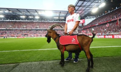 COLOGNE, GERMANY - AUGUST 23: Hennes the 1. FC Koeln mascot is seen prior to the Bundesliga match between 1. FC Koeln and Borussia Dortmund at RheinEnergieStadion on August 23, 2019 in Cologne, Germany. (Photo by Lars Baron/Bongarts/Getty Images)