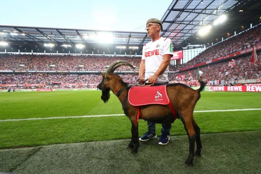 COLOGNE, GERMANY - AUGUST 23: Hennes the 1. FC Koeln mascot is seen prior to the Bundesliga match between 1. FC Koeln and Borussia Dortmund at RheinEnergieStadion on August 23, 2019 in Cologne, Germany. (Photo by Lars Baron/Bongarts/Getty Images)